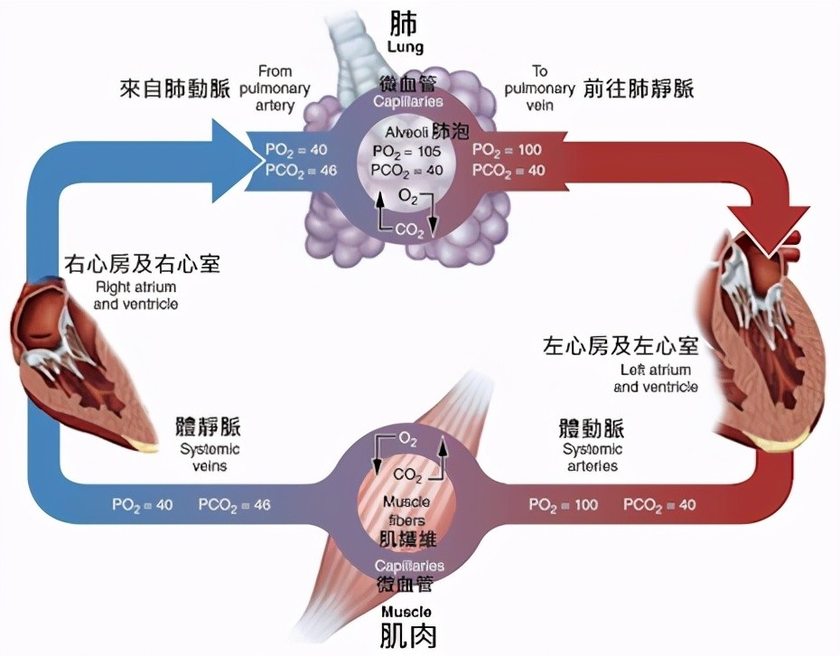 心三聯(lián)與呼三聯(lián)最新版，探索心臟與呼吸領(lǐng)域的創(chuàng)新技術(shù)